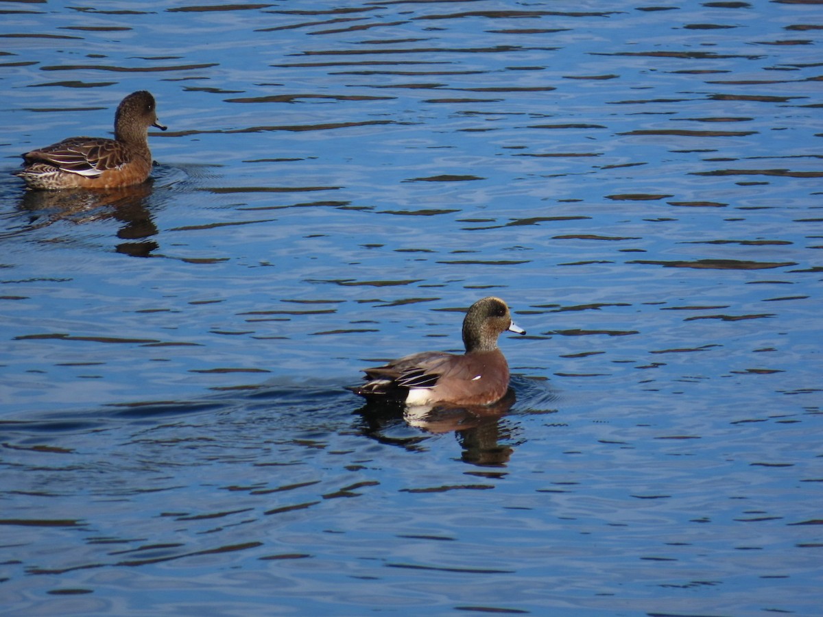 Amerika Fiyusu - ML645517290