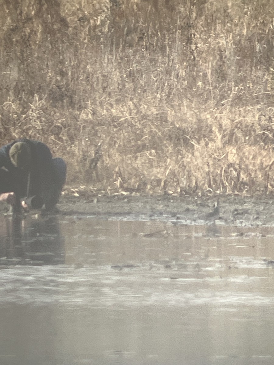 American Golden-Plover - ML645517308