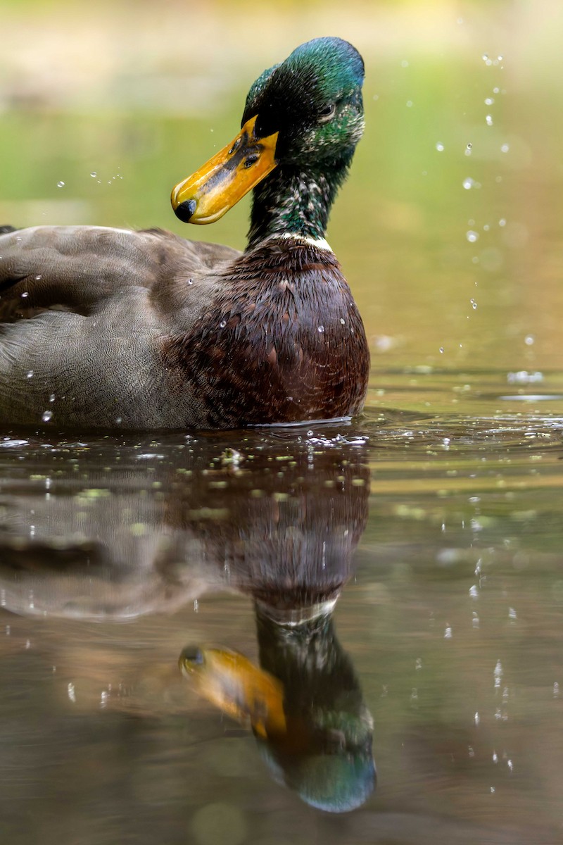 ברכיה - ML645517318