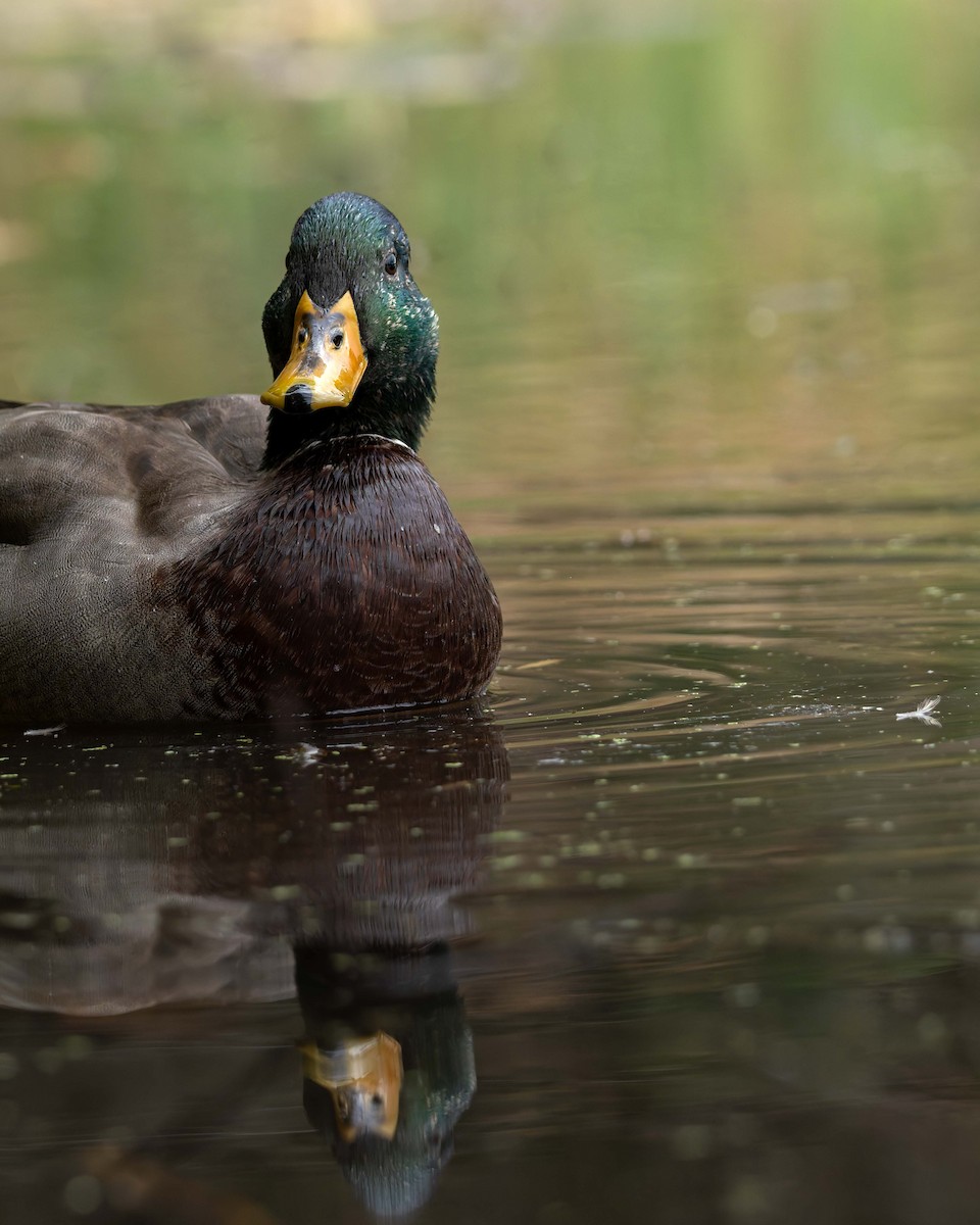 ברכיה - ML645517319