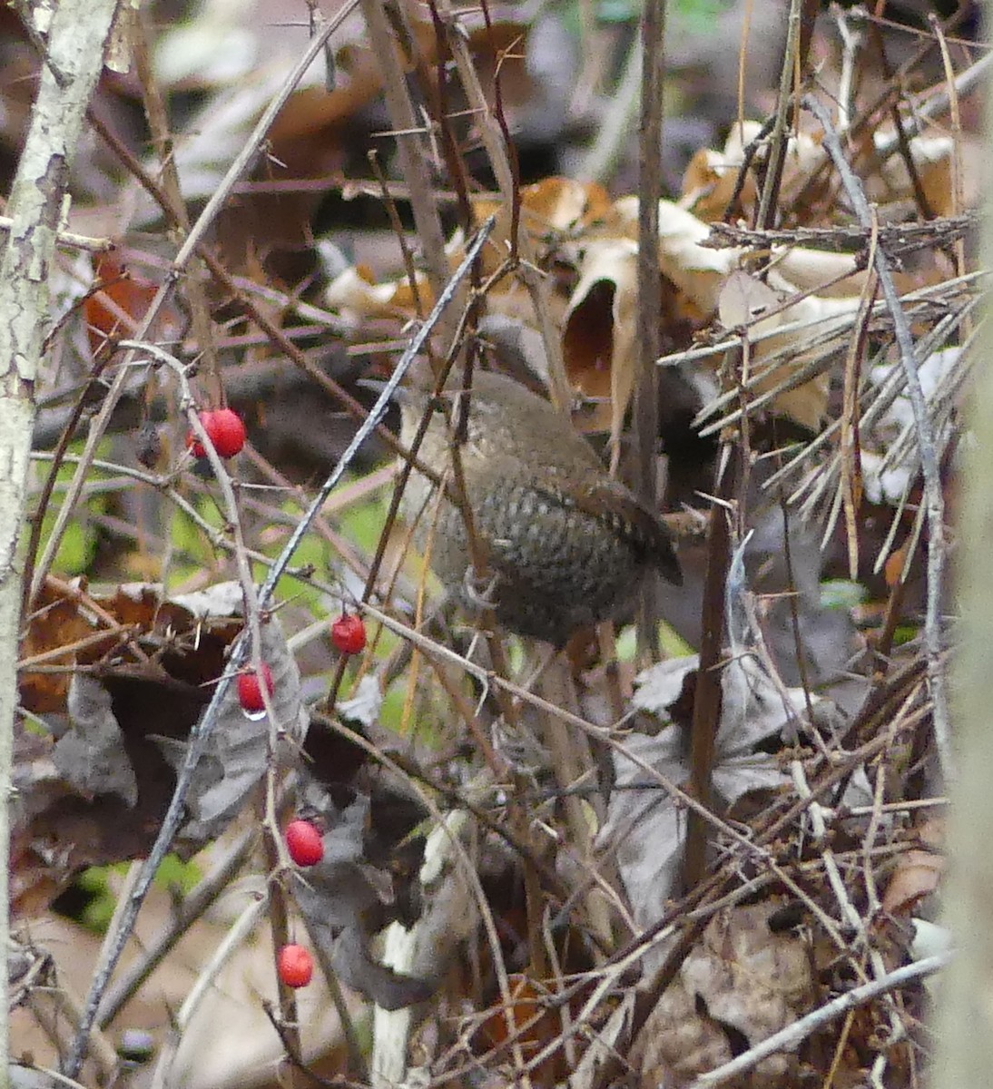 フユミソサザイ - ML645517332