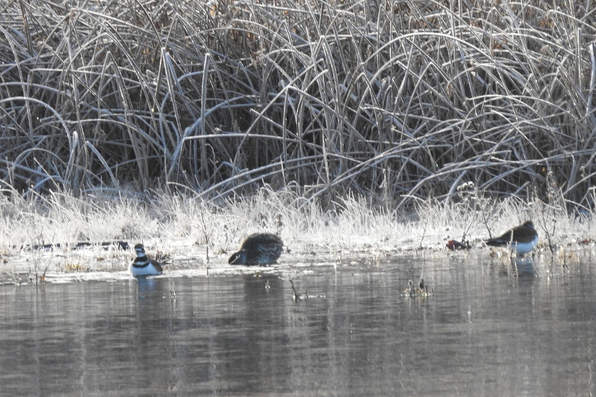 Killdeer - ML645517339