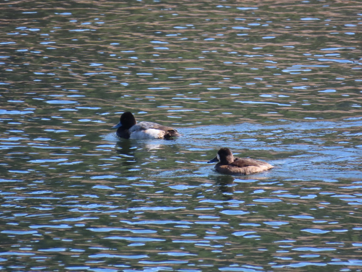 Morbaş Patka - ML645517343