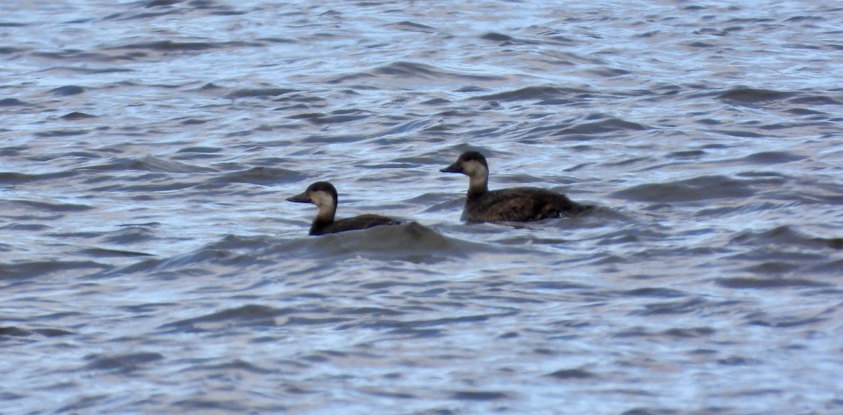 turpan žlutozobý - ML645517355