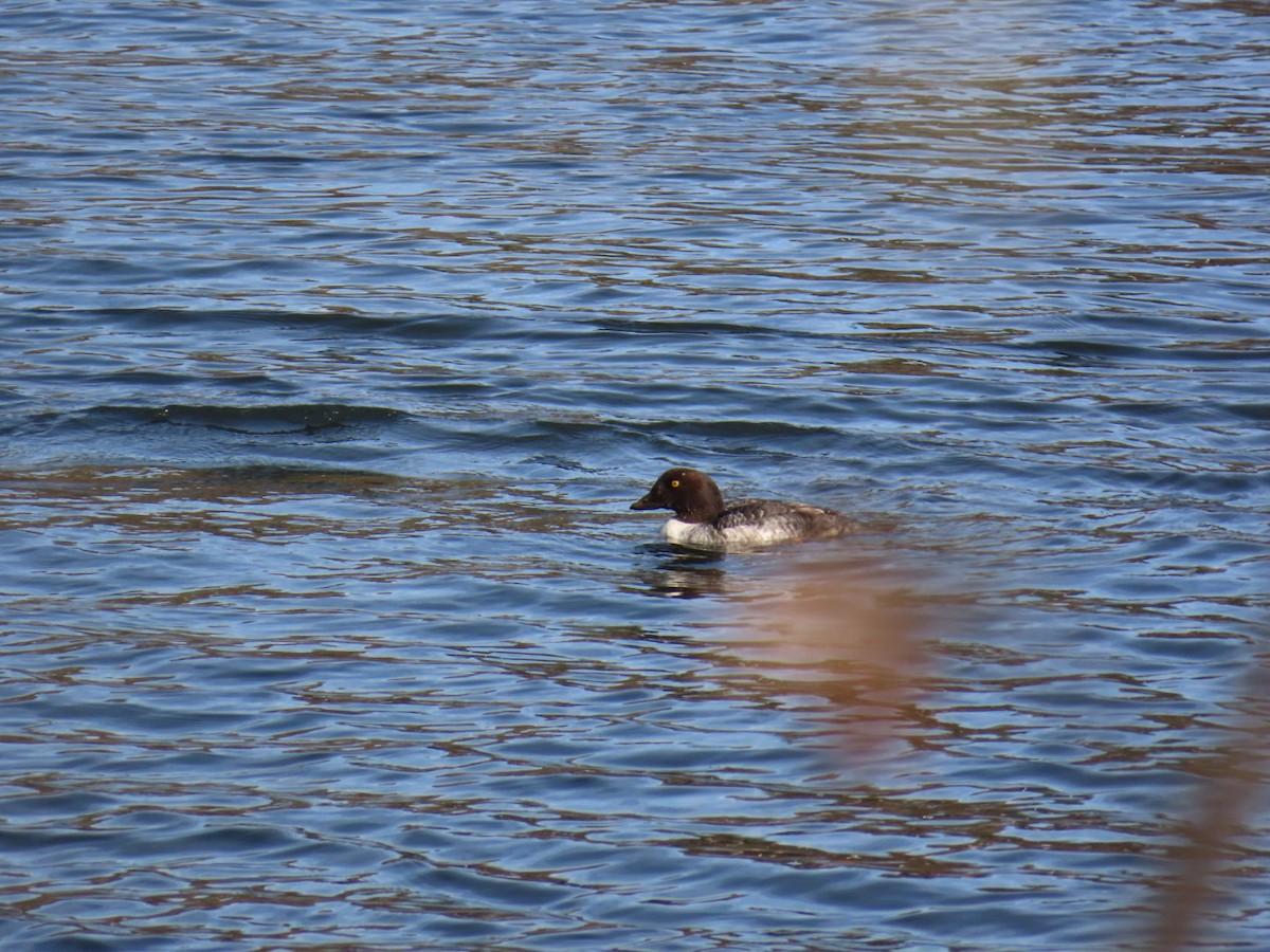 Altıngöz - ML645517363