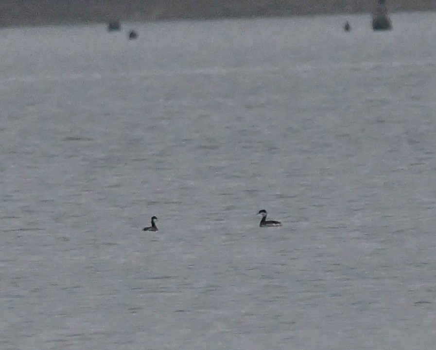 Horned Grebe - ML645517390