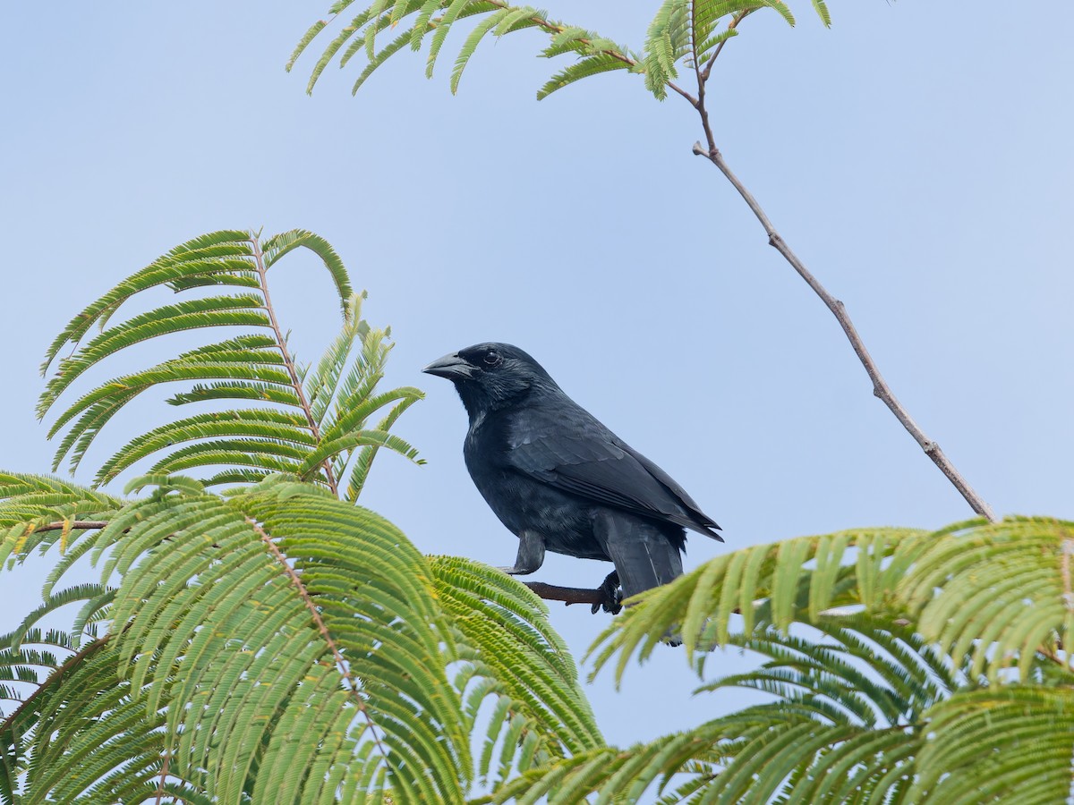 Chopi Blackbird - ML645517391