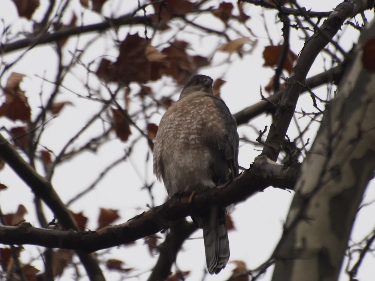 Cooper's Hawk - ML645517392