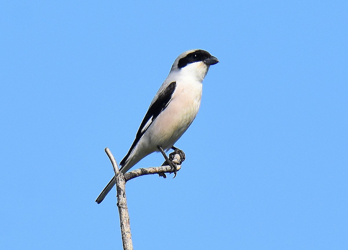 Чернолобый сорокопут - ML645517406