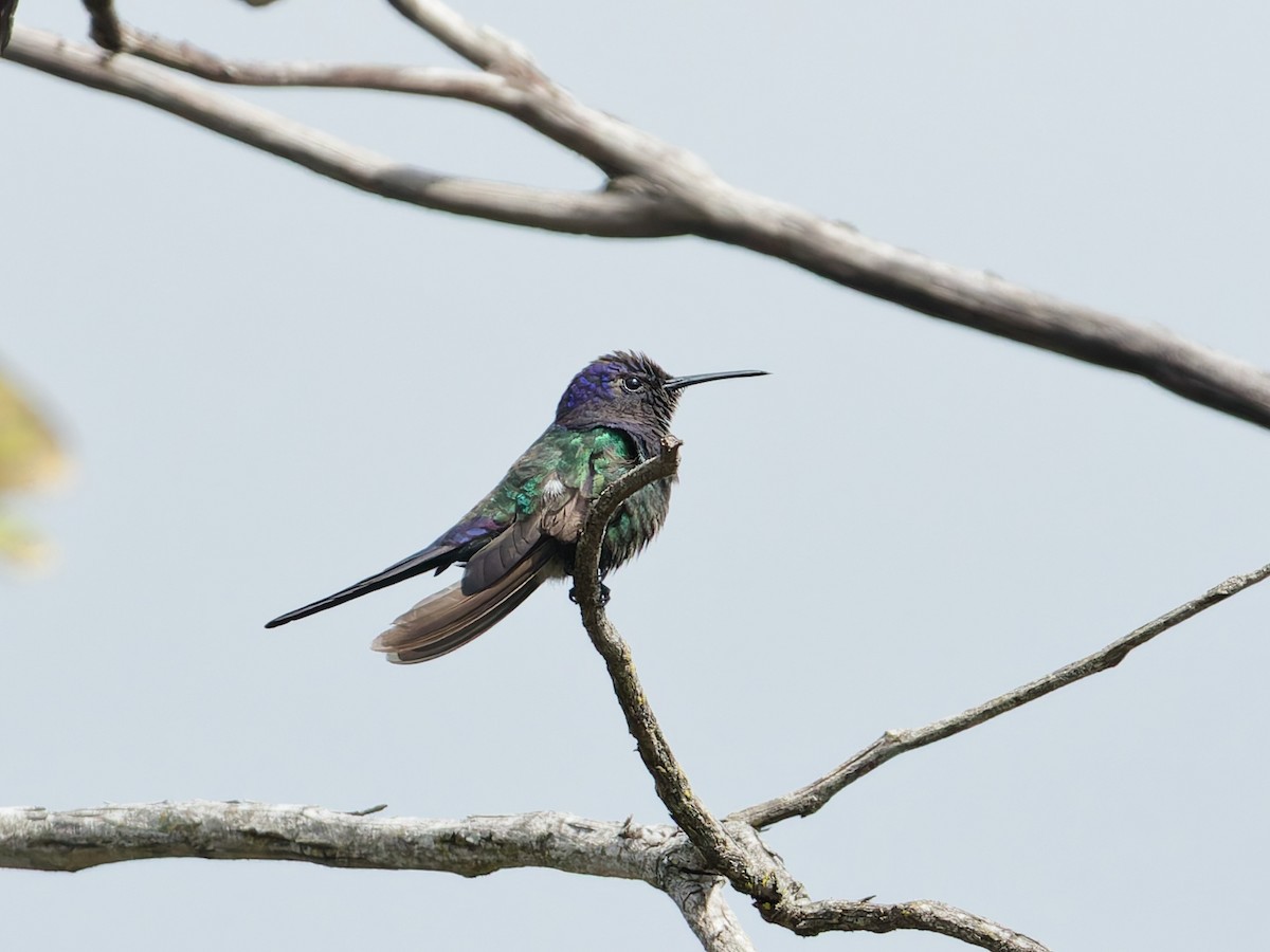 Swallow-tailed Hummingbird - ML645517410