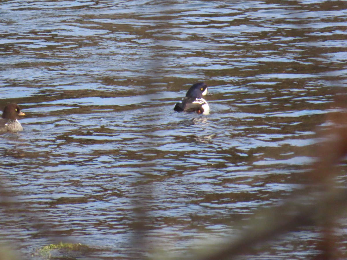 Porrón Islándico - ML645517413