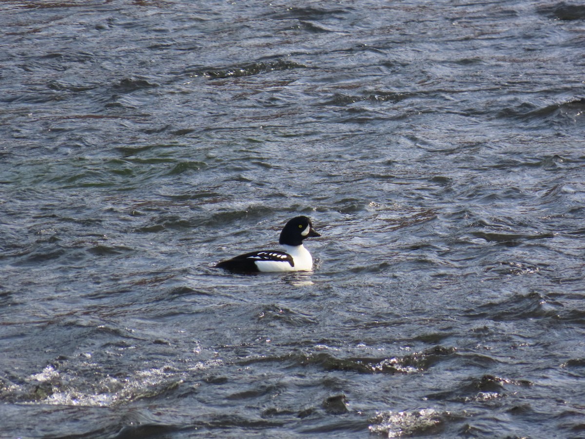 Porrón Islándico - ML645517414