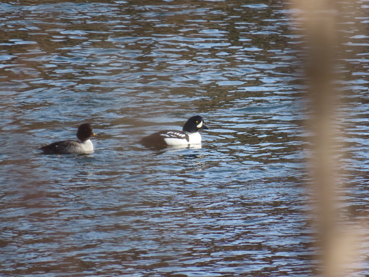 Porrón Islándico - ML645517415