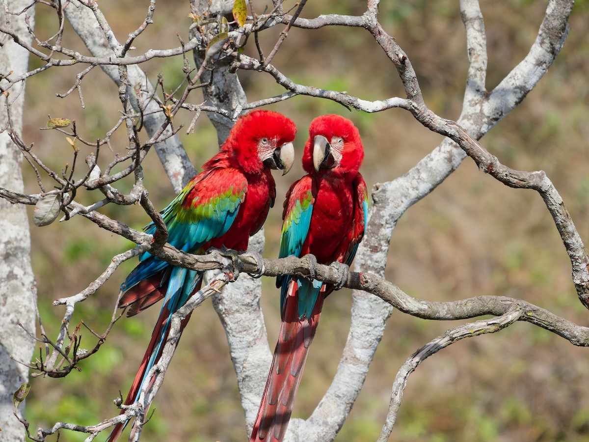 紅綠金剛鸚鵡 - ML645517417