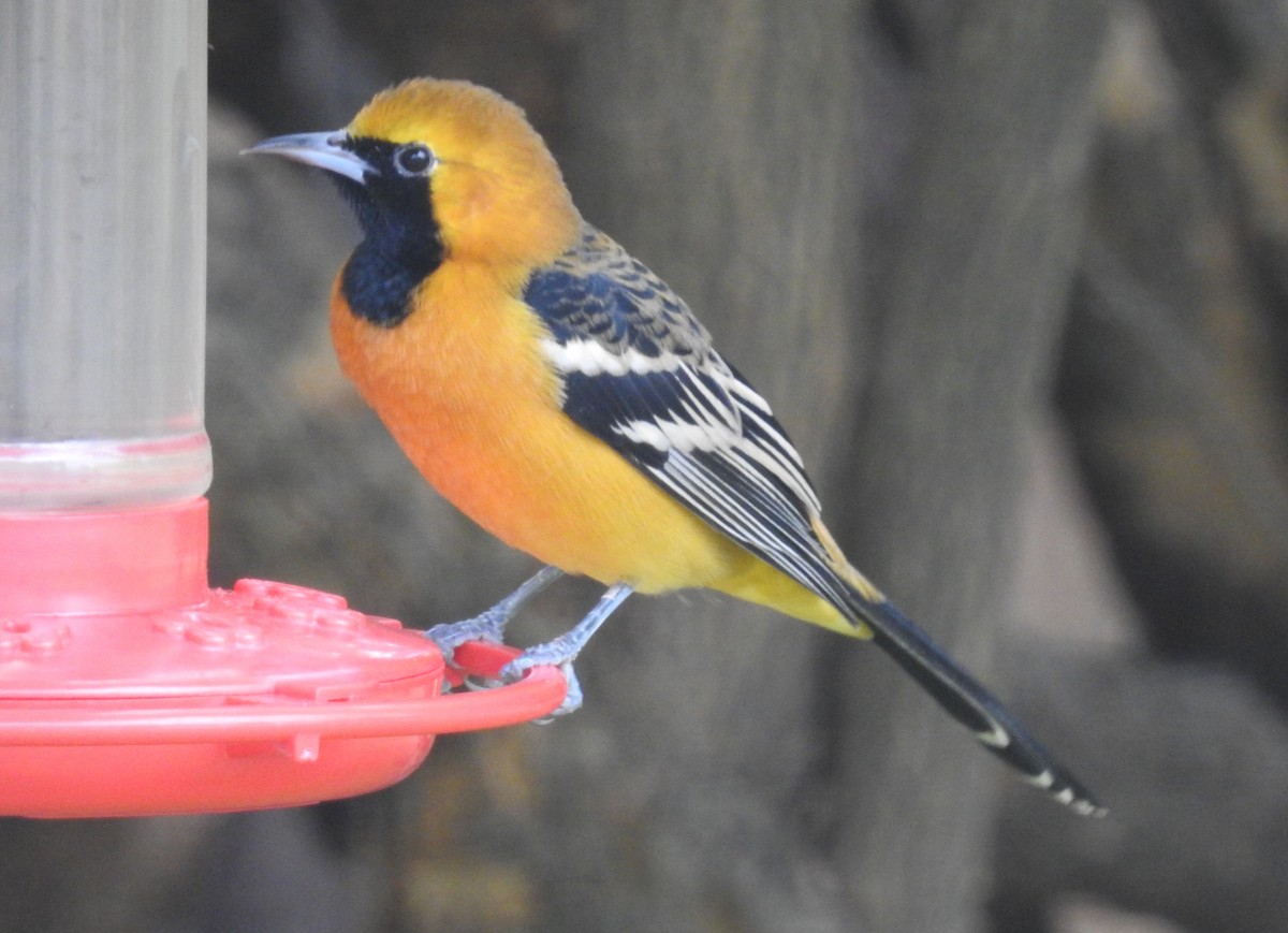 Hooded Oriole - ML645517427