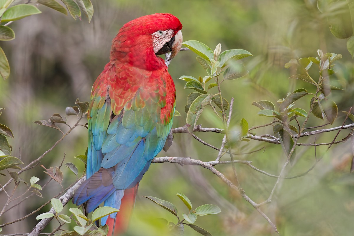 紅綠金剛鸚鵡 - ML645517429