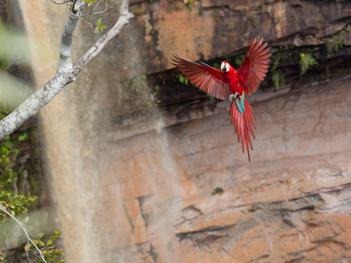 紅綠金剛鸚鵡 - ML645517432