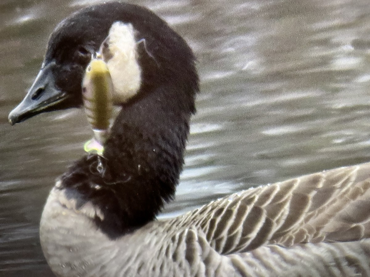 カナダガン - ML645517436