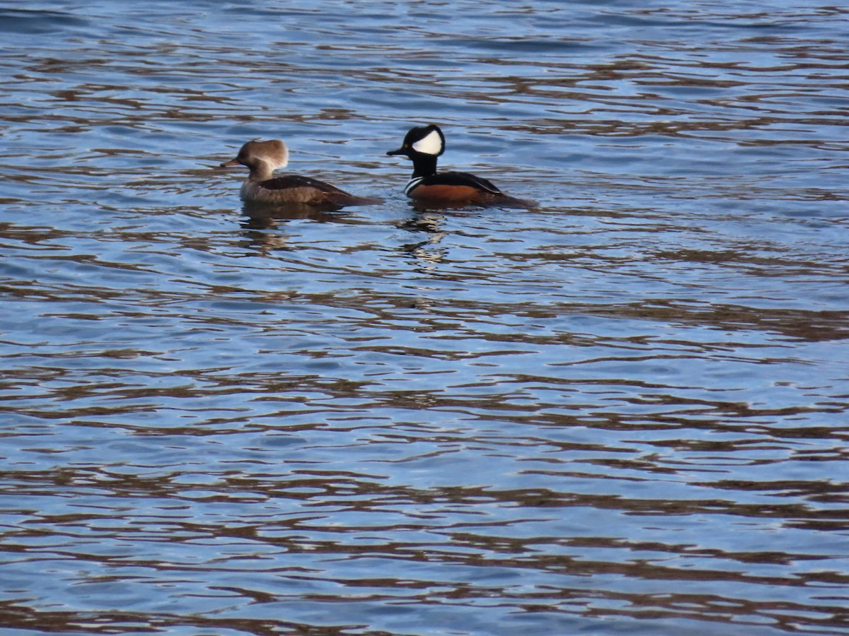 Başlıklı Tarakdiş - ML645517445