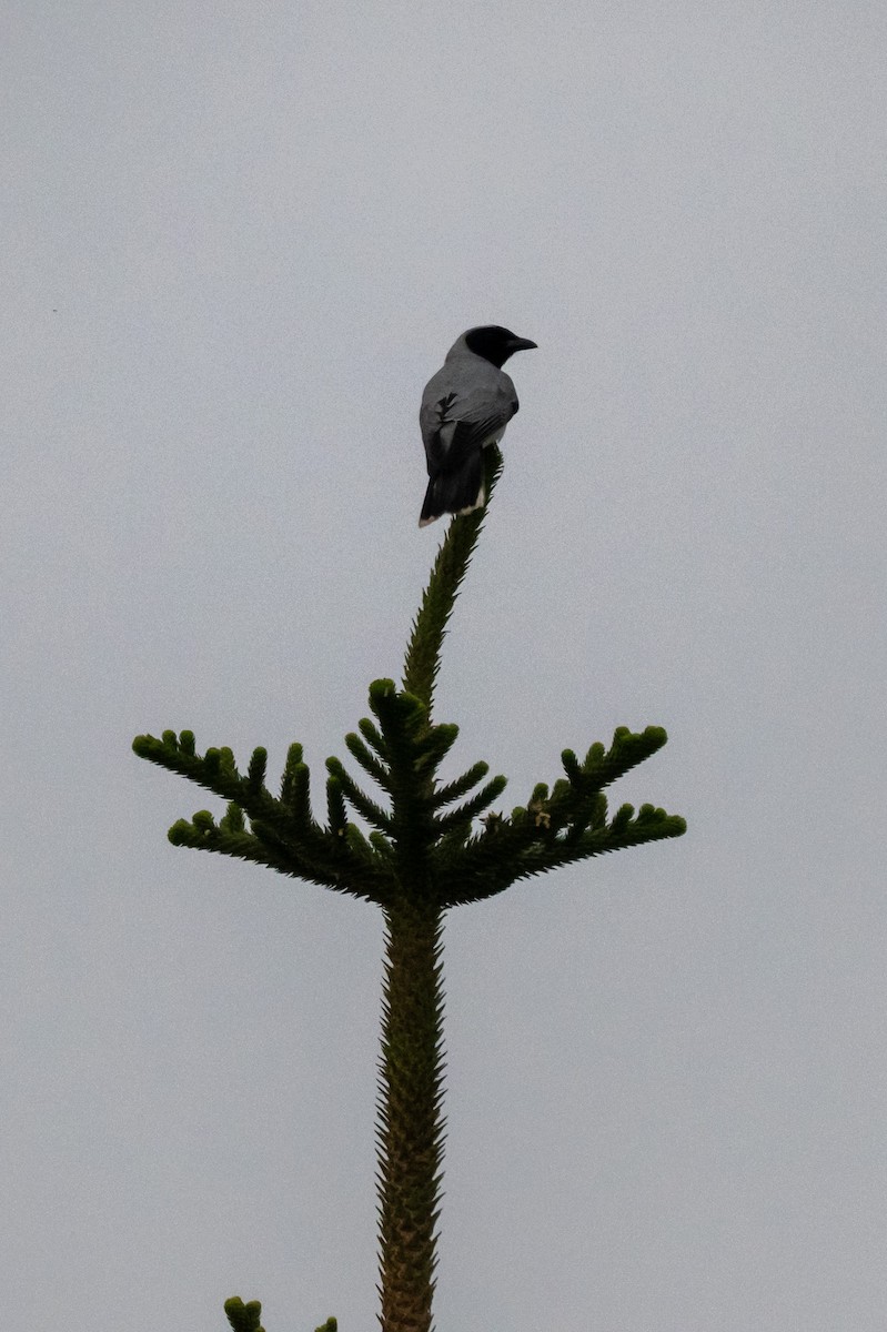 Black-faced Cuckooshrike - ML645517446