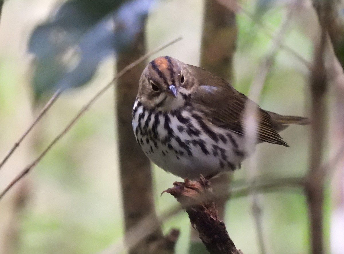 Ovenbird - ML645517447