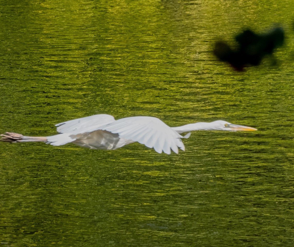 Great Blue Heron (Great White) - ML645517449