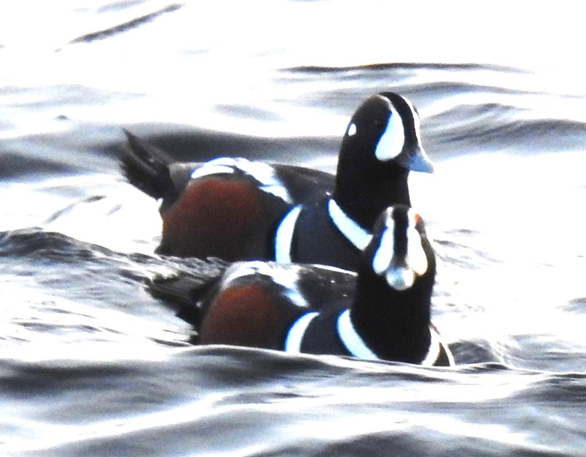 Хотгуужин чөрх - ML645517452