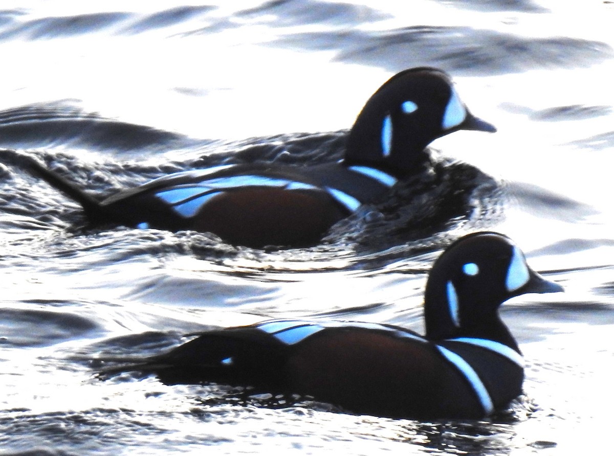 Хотгуужин чөрх - ML645517454