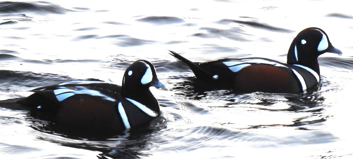 Хотгуужин чөрх - ML645517455