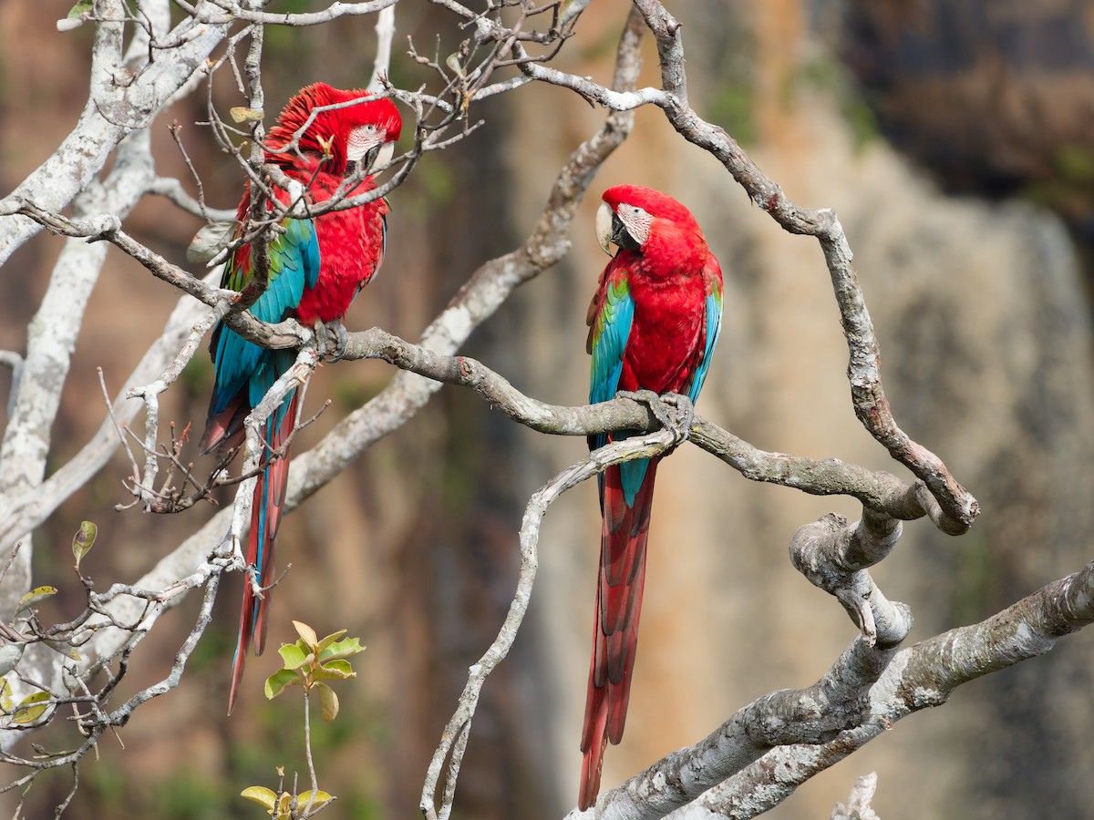 紅綠金剛鸚鵡 - ML645517459