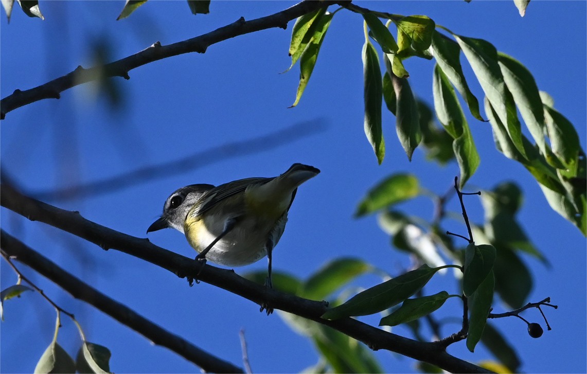 Blue-headed Vireo - ML645517463