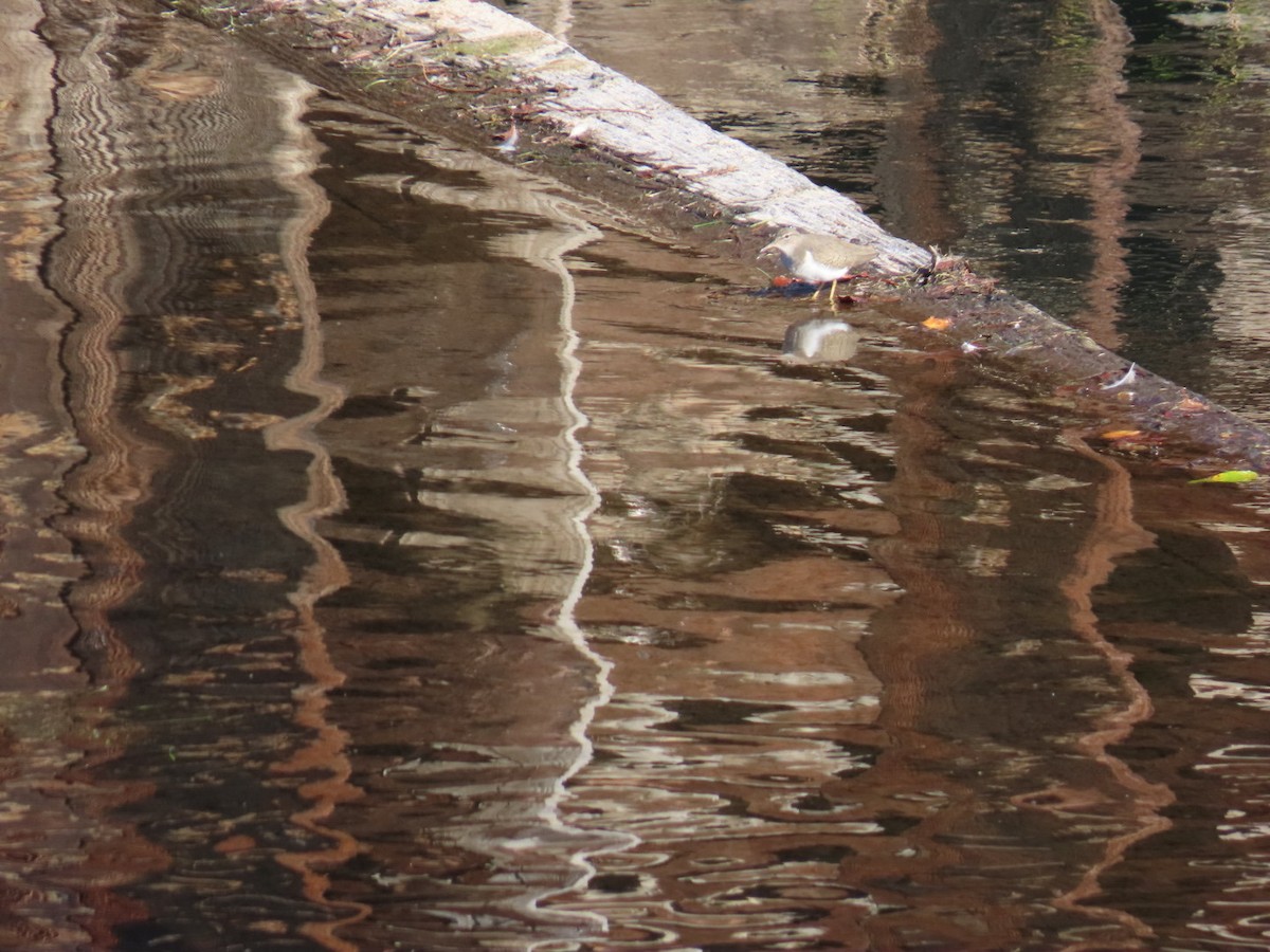 Benekli Düdükçün - ML645517467