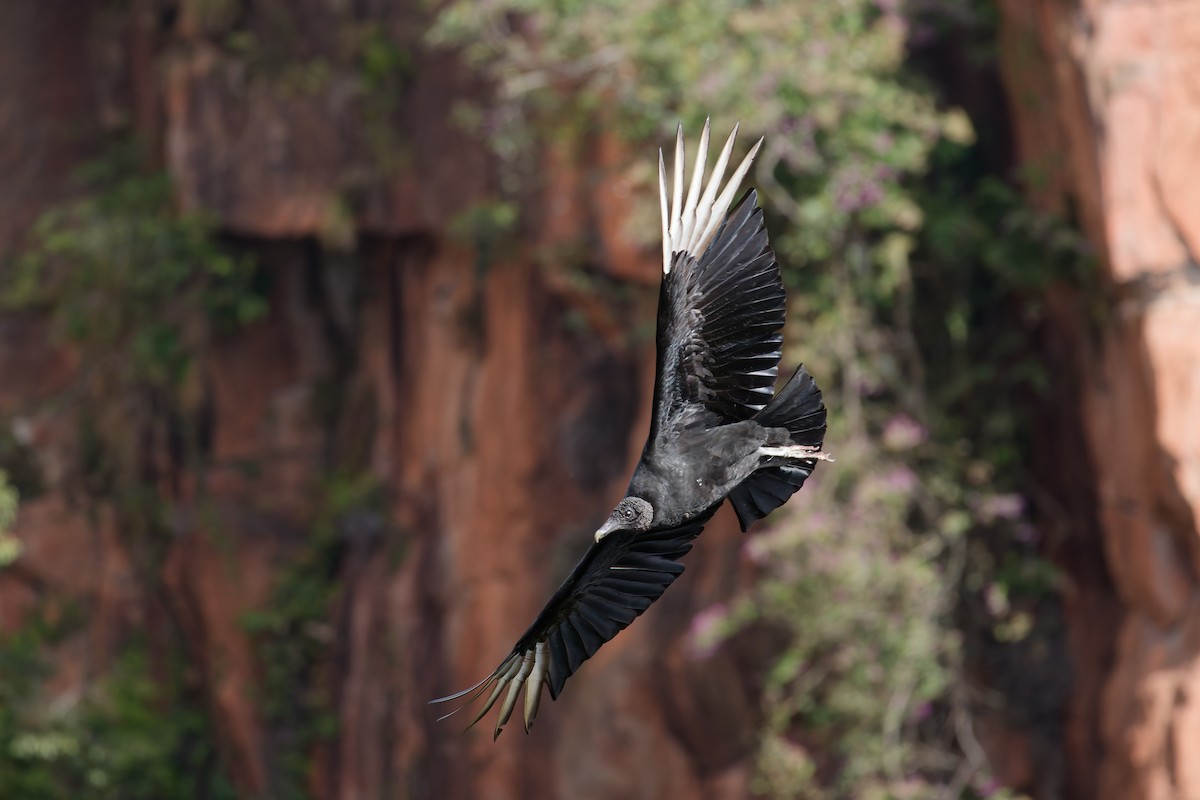 Black Vulture - ML645517472
