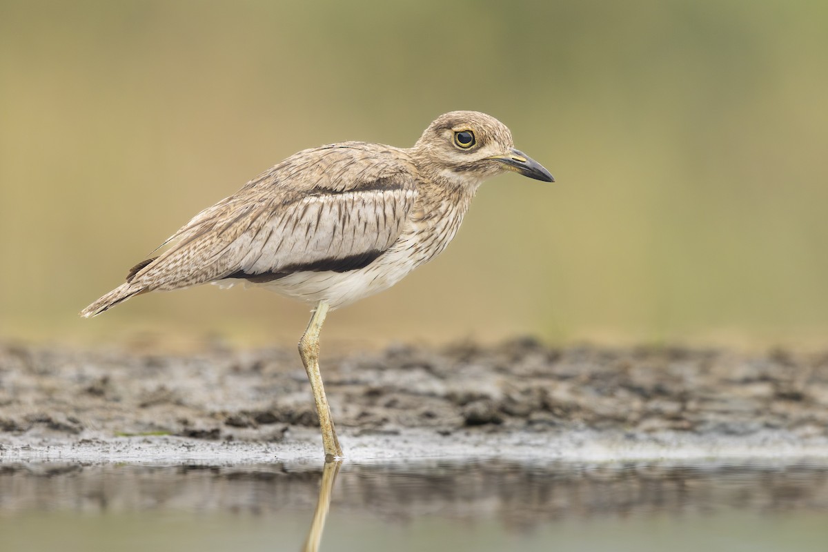Water Thick-knee - ML645517500