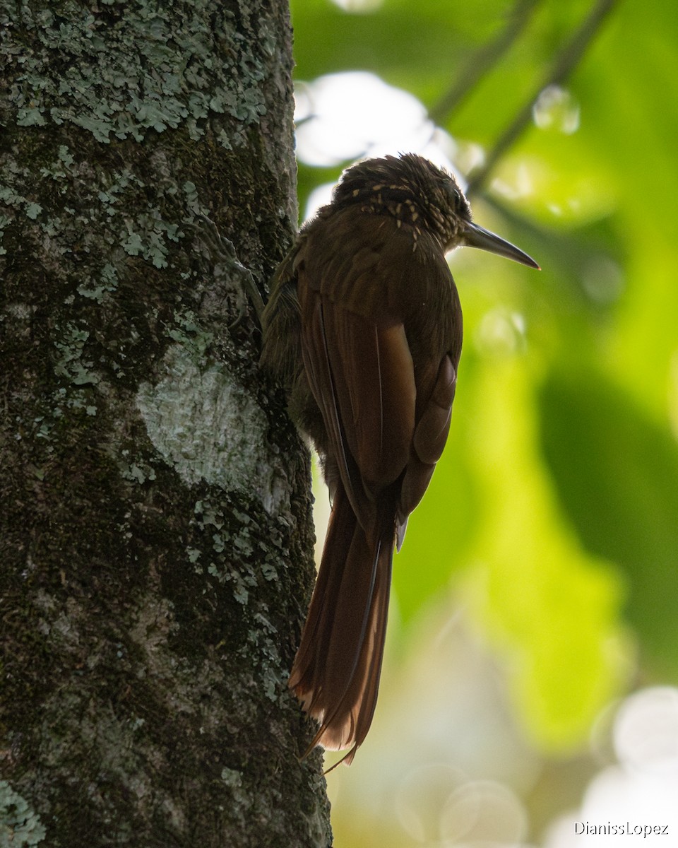 Cocoa Woodcreeper - ML645517503