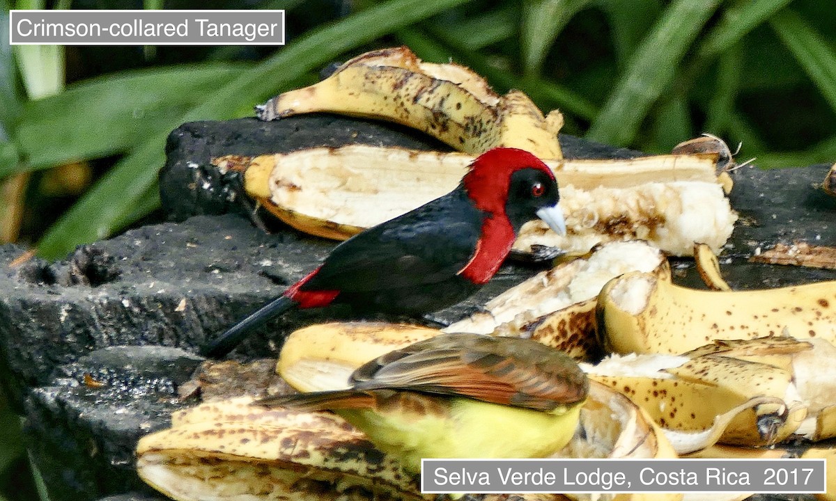 Crimson-collared Tanager - ML645517505