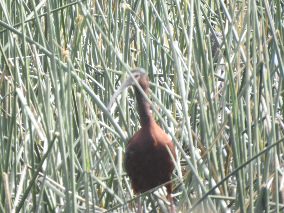 White-faced Ibis - ML645517506