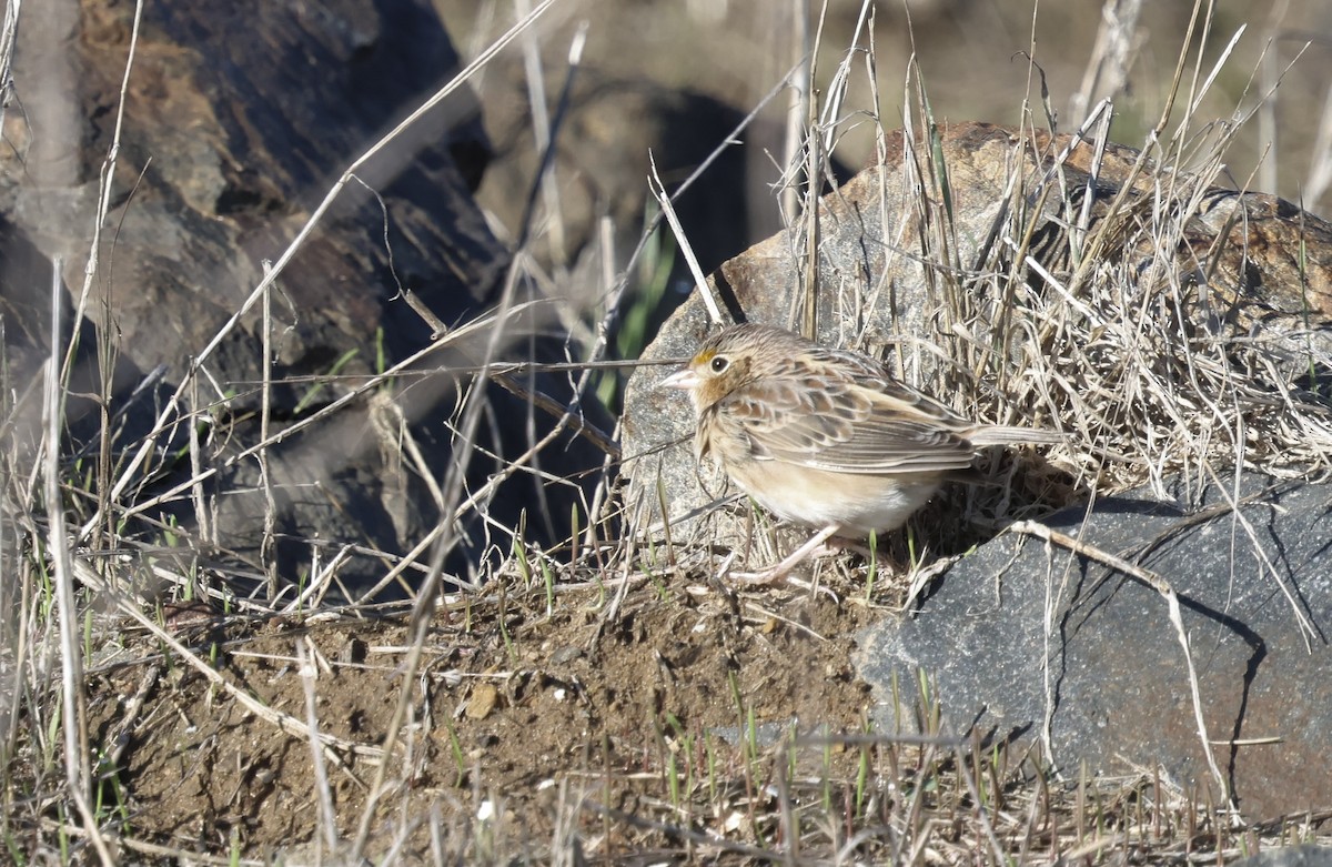 Grasshopper Sparrow - ML645517508