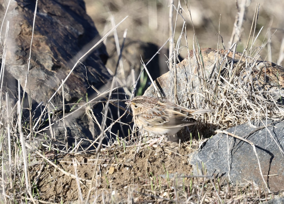 Grasshopper Sparrow - ML645517509