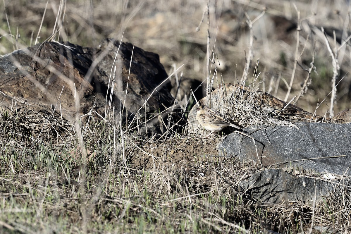 Grasshopper Sparrow - ML645517510