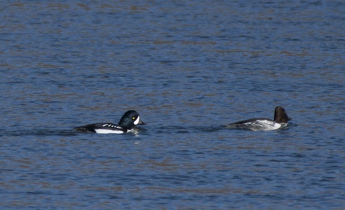 Porrón Islándico - ML645517511