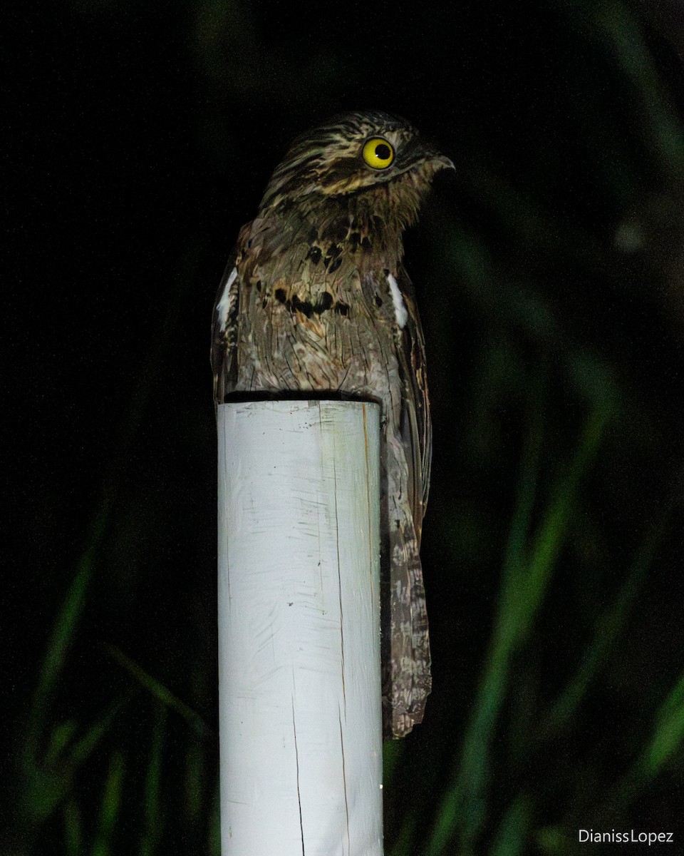 Common Potoo - ML645517519