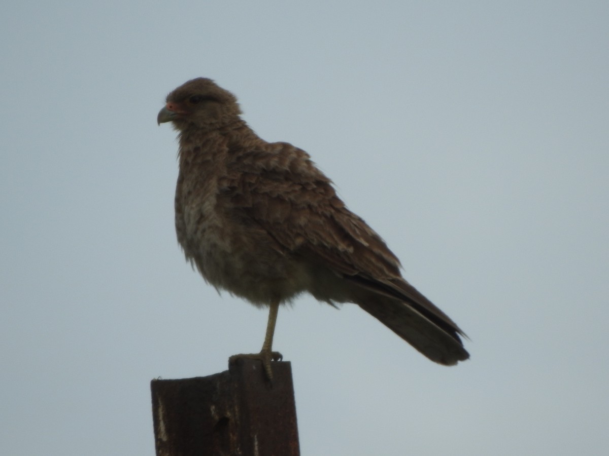 Chimango Caracara - ML645517522