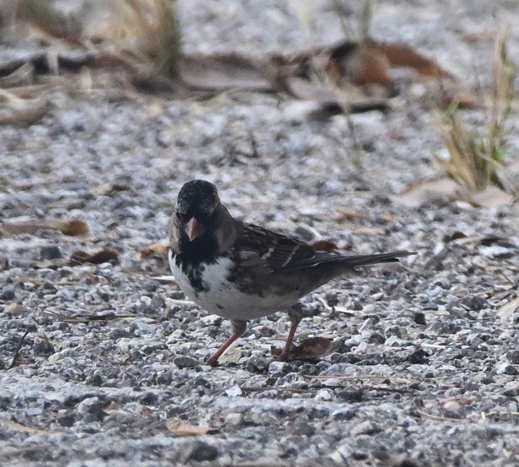 Harris's Sparrow - ML645517537
