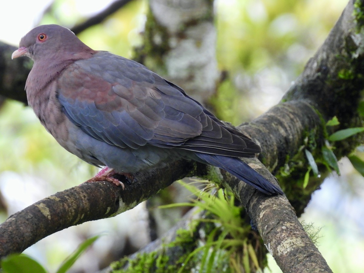 Red-billed Pigeon - ML645517545