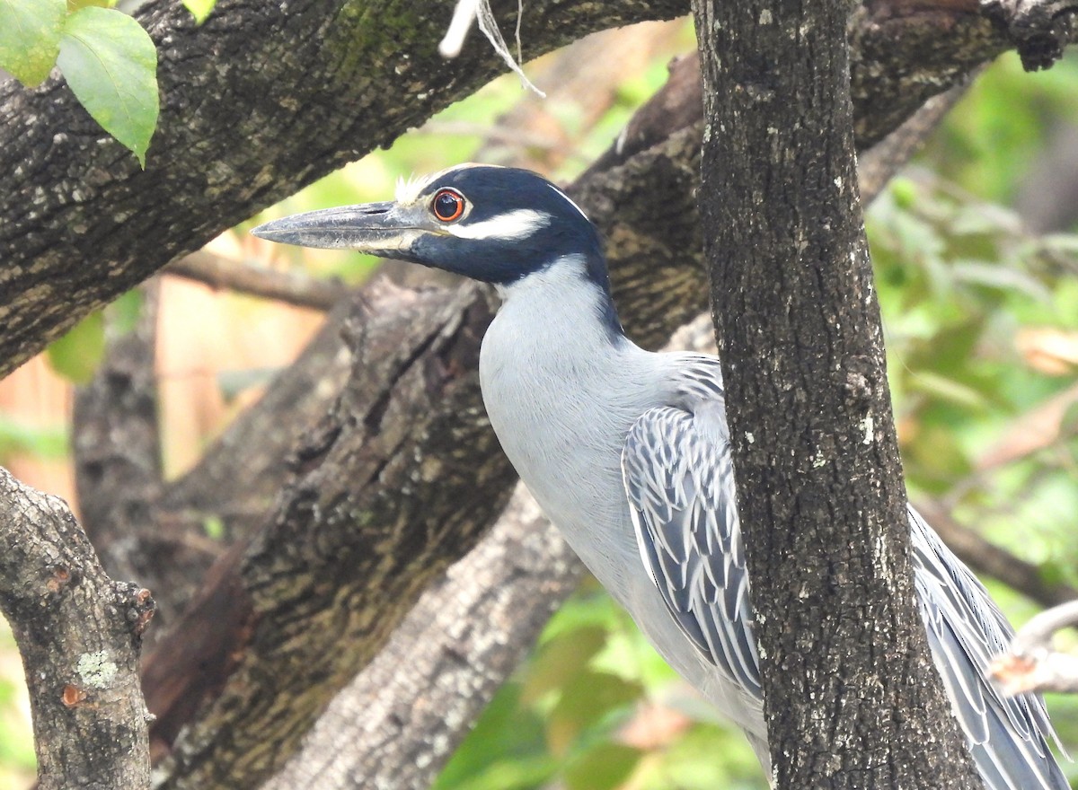 Yellow-crowned Night Heron - ML645517547