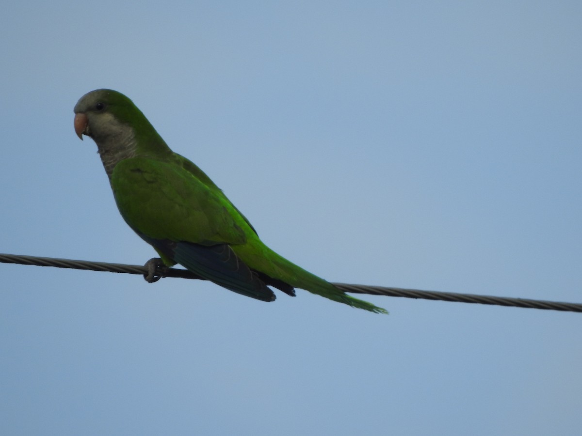 Monk Parakeet - ML645517548
