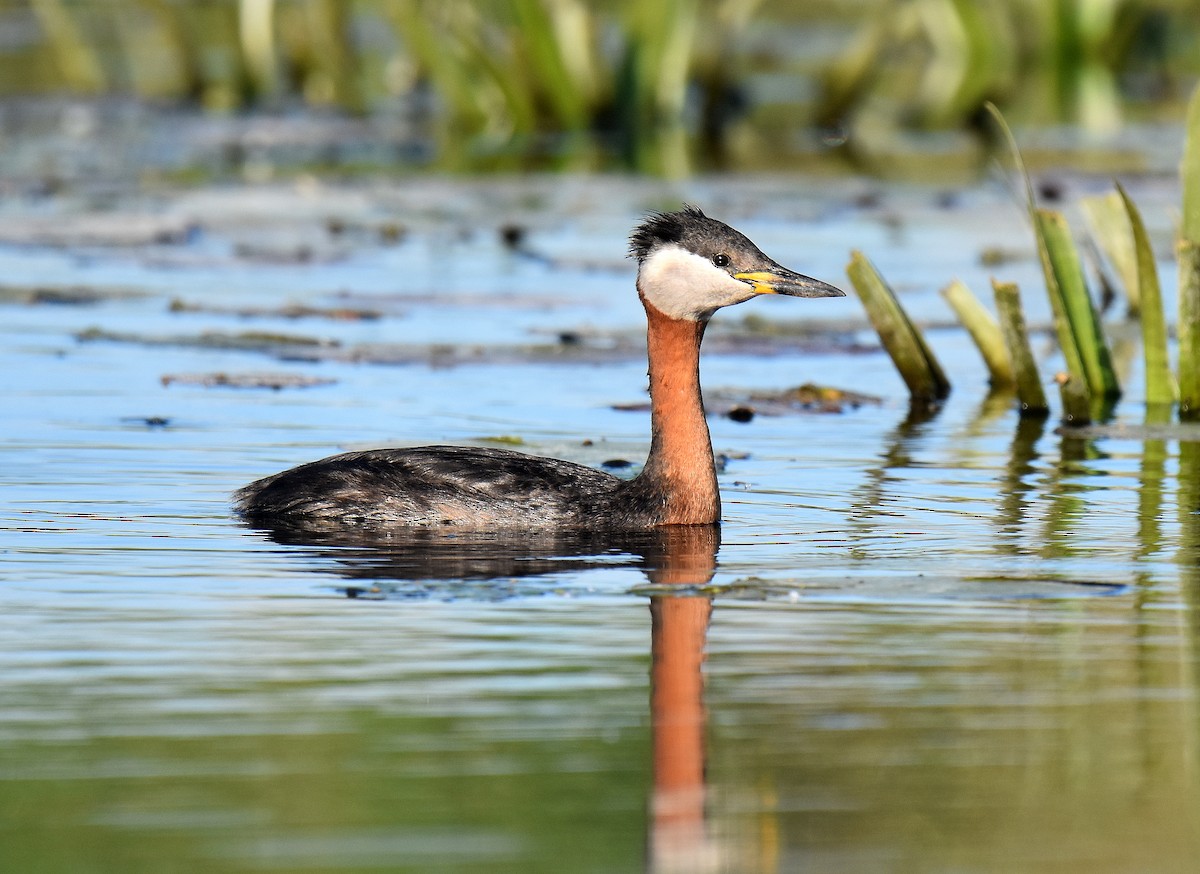 טבלן אפור-לחיים - ML645517550