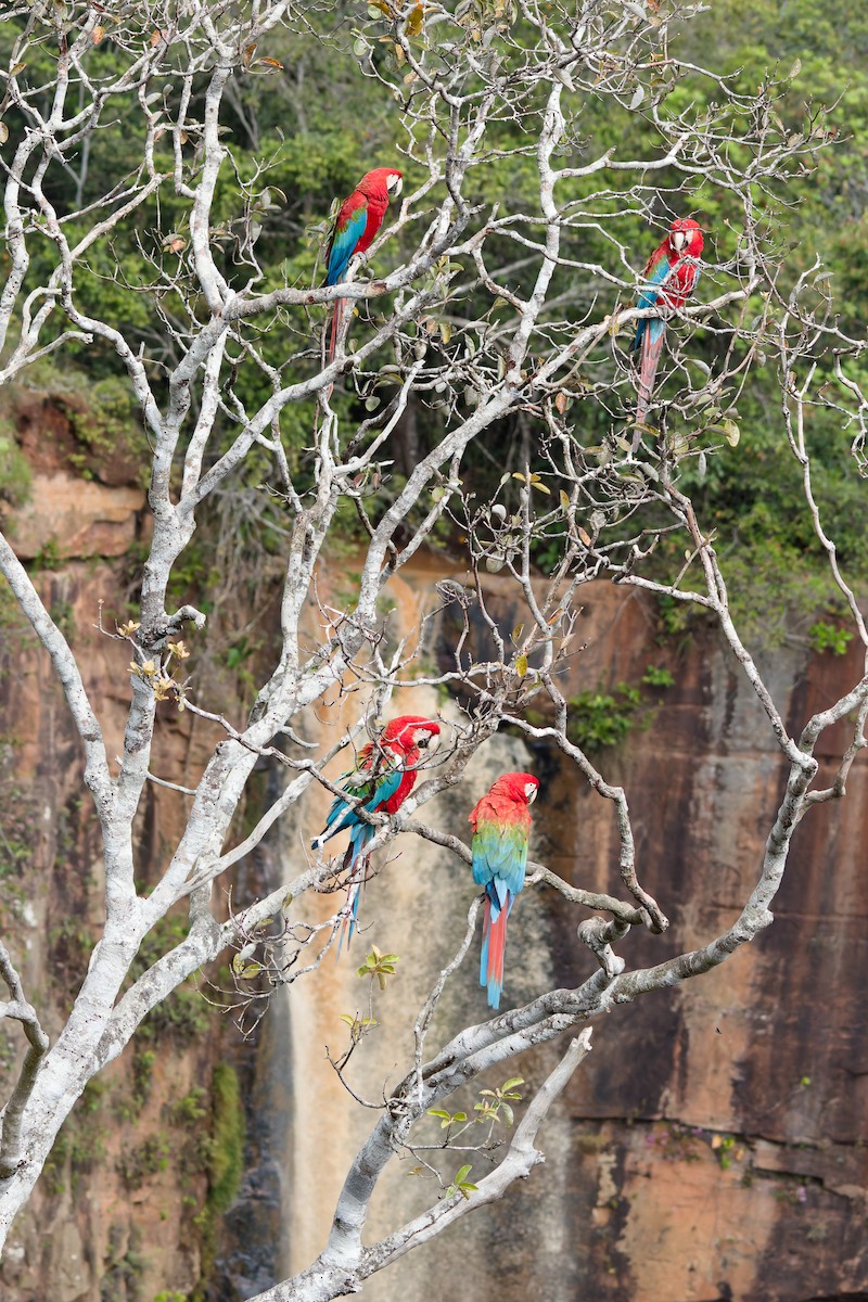 紅綠金剛鸚鵡 - ML645517557