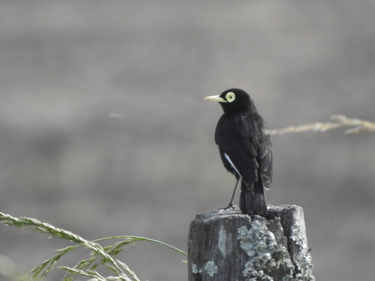 Spectacled Tyrant - ML645517559